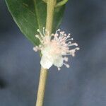 Eugenia stictopetala Fruit