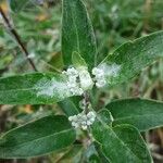 Caryopteris × clandonensis Çiçek