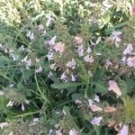 Salvia officinalis Çiçek