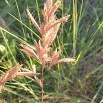 Bromus lanceolatus 花