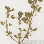Medicago scutellata Hábito