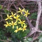 Senecio angulatusFlower