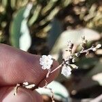 Limonium cossonianum Blomma