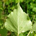 Populus nigra Leaf