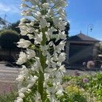 Eremurus robustus Flower