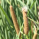 Typha capensis