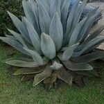 Agave havardiana 叶