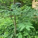 Fraxinus excelsior Leaf