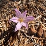 Colchicum filifolium花