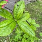 Rhododendron calendulaceum পাতা