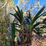 Jumellea triquetra Hostoa