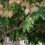 Albizia julibrissin Flower