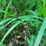 Carex panicea Fleur