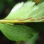 Asplenium friesiorum Φύλλο