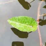 Ipomoea aquatica ഇല