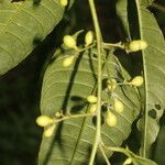 Cestrum racemosum Fruit