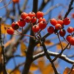 Sorbus scopulina Hedelmä