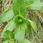 Cerinthe glabra Leaf