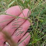 Astragalus austriacus Leaf