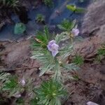 Limnophila sessiliflora Levél