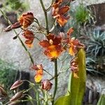 Oncidium crocidipterum Virág