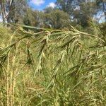 Themeda quadrivalvis Φύλλο