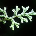 Selaginella viridula Лист