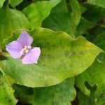 Tinantia pringlei Leaf