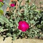 Silene banksia Fiore