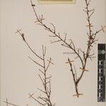 Phyllanthus clarkei Άλλα