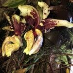 Stanhopea tigrina Blüte