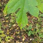 Sassafras albidum Leaf