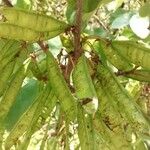 Cercis siliquastrum Fruit