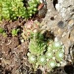 Sempervivum arachnoideumLeaf