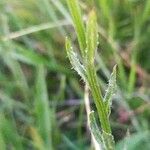 Jasione montana Leaf