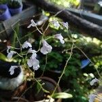 Ionopsis utricularioides Flower