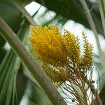 Pritchardia pacifica Flower