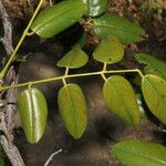 Dalbergia retusa Leaf