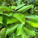 Nephelium lappaceum Leaf