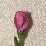 Linum viscosum Fleur