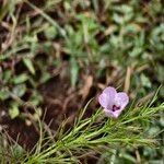Micrargeria filiformis Blüte