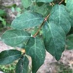 Symphoricarpos albus Leaf