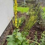 Verbascum nigrum Habit