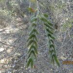 Prosopis pubescens Hoja