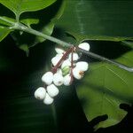 Chiococca nitida Φρούτο