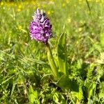 Orchis militarisFlor