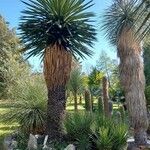 Yucca carnerosana Habit