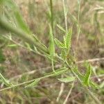 Centaurea decipiens Листок