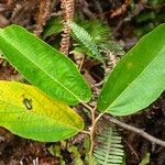 Commersonia bartramia Leaf