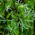 Artemisia campestris ഇല